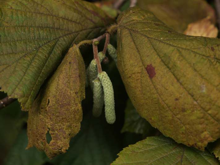 Glass bottle of witch hazel toner with fresh hamamelis leaves on wooden surface